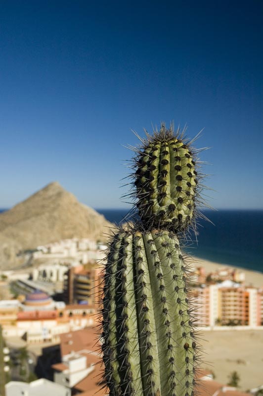 cactus_cabo