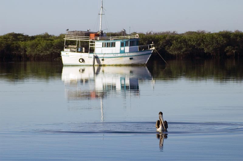 pelican_pescador