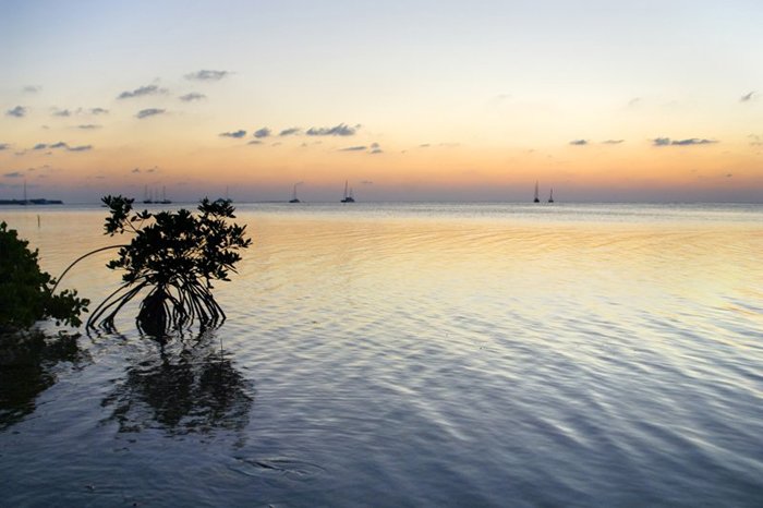 mangrove_sunset_2