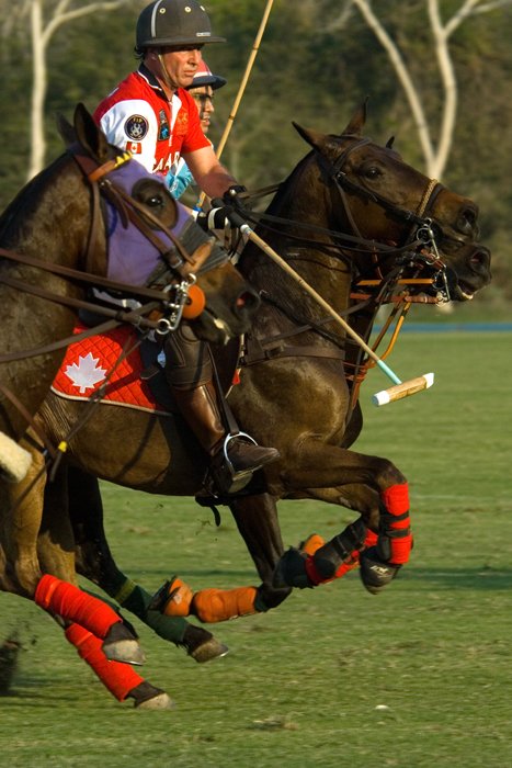 polo_9(crop)