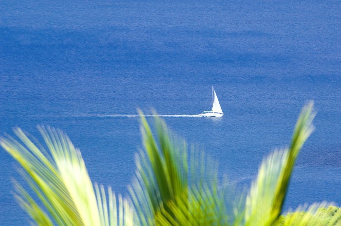 palmsailboat