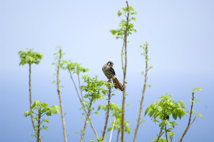 resident_raptor(kestrel)