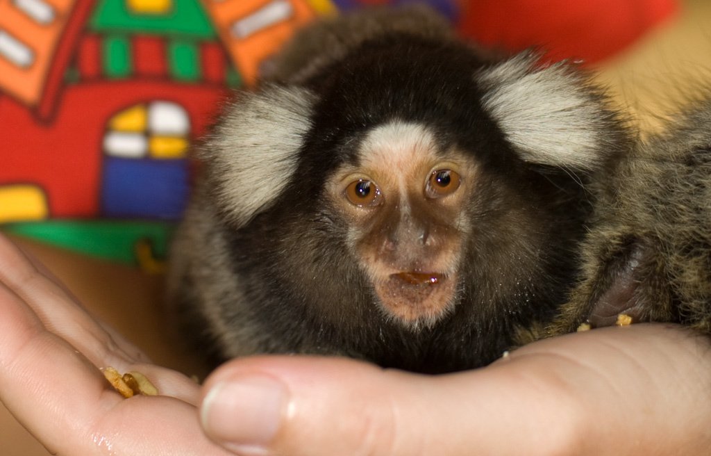 marmoset-in-hand(crop)