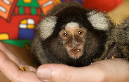 marmoset-in-hand(crop)