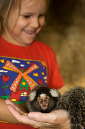 marmoset-in-hand