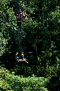 tree_platform(crop)