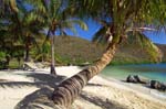 beach_palm